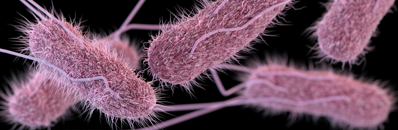 Salmonella