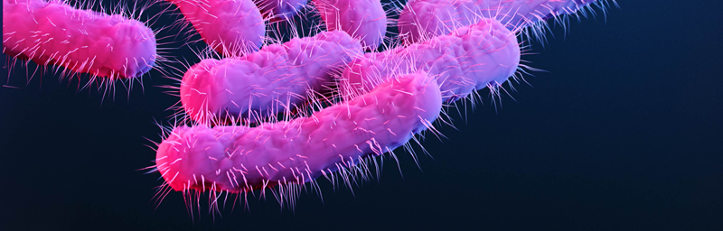 Shigella