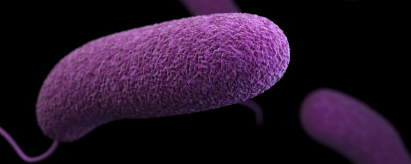 Vibrio